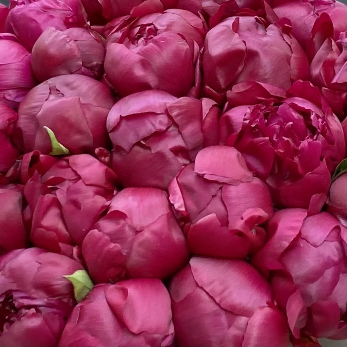 25 пионов Канзас в коробке